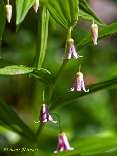 {Streptopus lanceolatus}